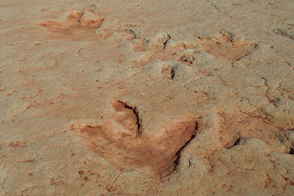 dinosaur footprints near Page, Arizona