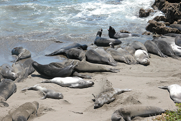 seals along the California coastline