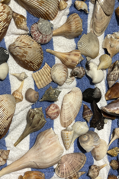 sea shells found in Florida