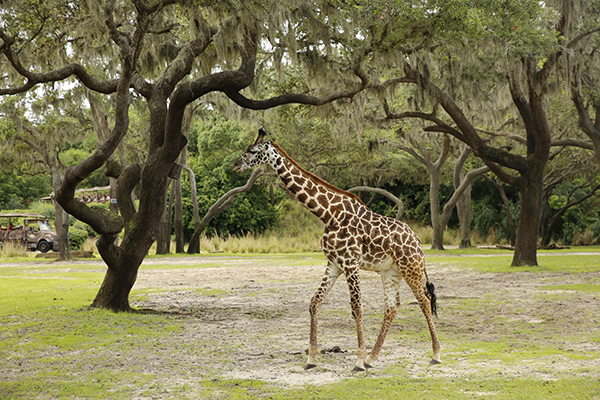 Disney's Animal Kingdom, Florida