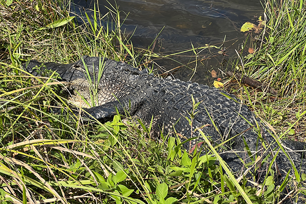 Alligator on the Anhinga Trail in Everglades National Park, Florida