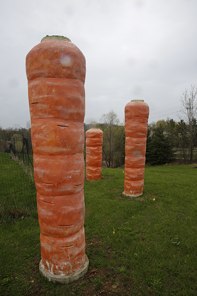 Giant Carrots in Ann Arbor, Michigan