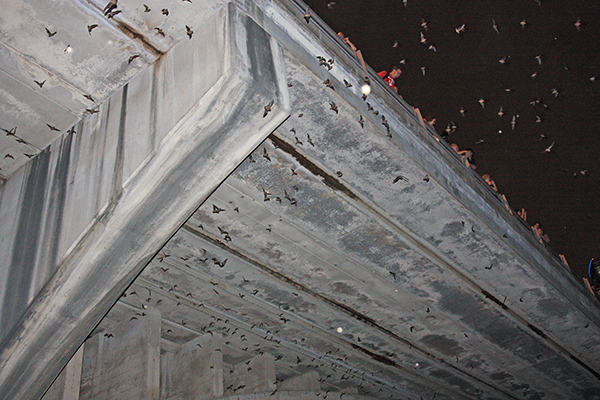 bats under the Congress Avenue Bridge in Austin, Texas