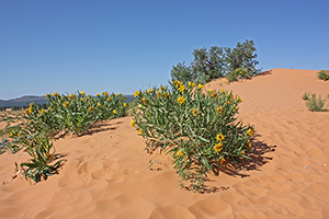Coral Pink Sand Dunes, UT Coral Pink Sand Dunes, UT