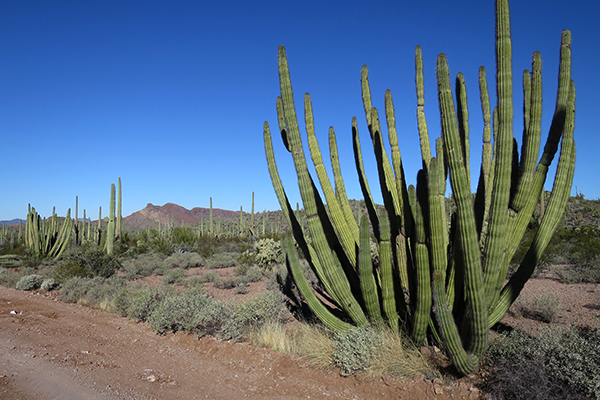 Organ Pipe Cactus National Monument, Arizona