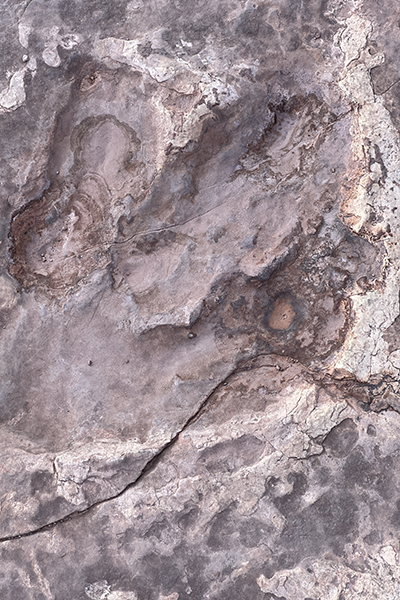 real dinosaur footprint in Moab 