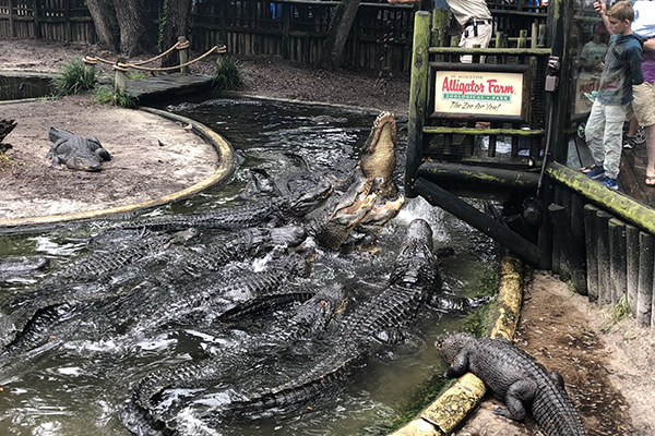 Alligator Farm in St. Augustine, Florida