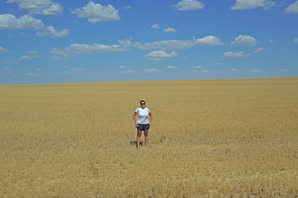 wheat field in Kansas