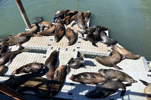 seals in downtown Newport