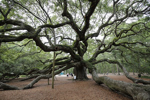 Angel Oak Tree in Johns Island, South Carolina