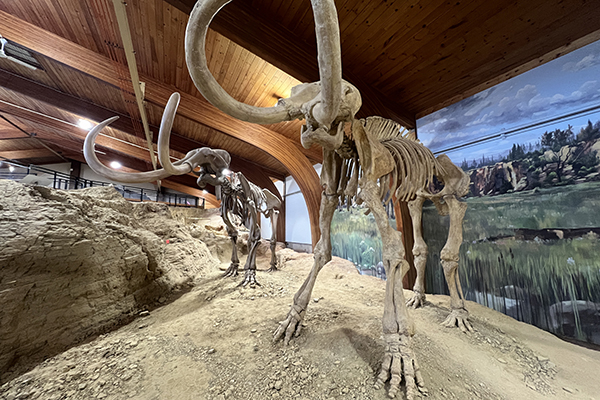 The Mammoth Site in Hot Springs The Mammoth Site in Hot Springs