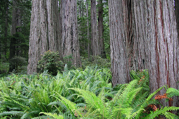 Redwood National Park, California