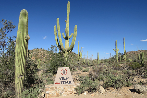 Saguaro National Park, Arizona