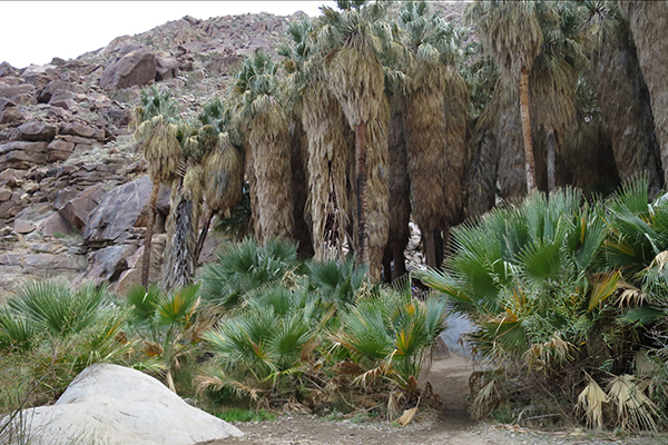 Palm Oasis, Anza-Borrego State Park, California